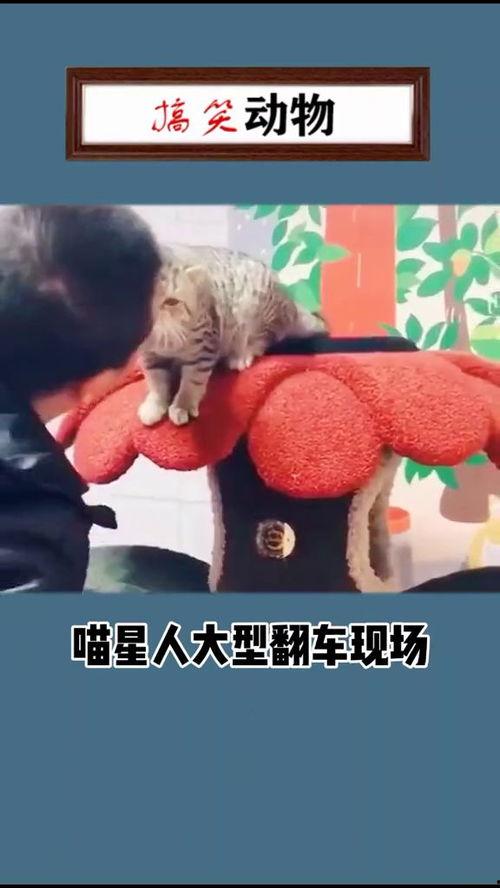 吃瓜翻车搞笑视频大全免费观看,笑料百出！免费观看吃瓜翻车搞笑视频大全